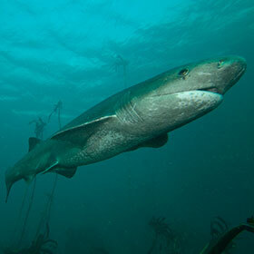 The bluntnose sixgill shark is a threat to surfers.