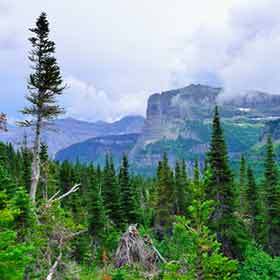 Unlike broadleaf trees, all conifer species retain their needles (leaves) permanently.