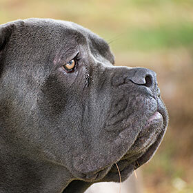 Durant le règne de César, les mastiffs participaient à des combats de gladiateurs.
