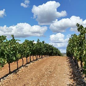 Wine produced in hot climates is more acidic than that of more temperate climates.