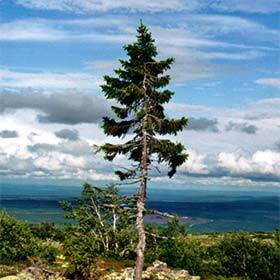 Old Tjikko aurait plus de 9550 ans.