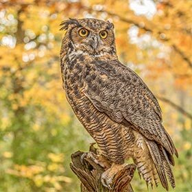 Comme l’aigle, le grand-duc d’Amérique chasse le jour.
