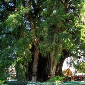 The largest known tree has a circumference of 137.8 ft. (42 m).