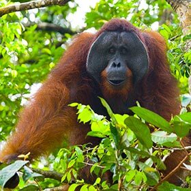 Orangutans live in groups of 6 to 15 individuals.