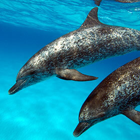 The Atlantic spotted dolphin lives in the cold waters of the Arctic.