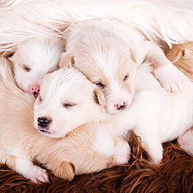 Newborn dogs are blind and deaf.