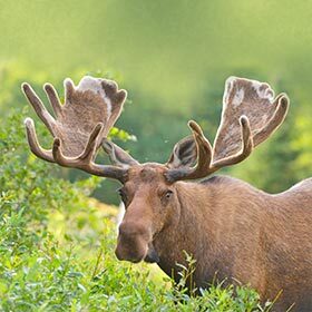 Les bois de l’élan d’Amérique pèsent jusqu’à 45 kg (100 lb).