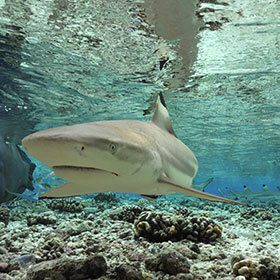 Sharks can detect the heartbeat of their prey.
