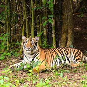 The eyes of a tiger are similar to those of a cat.