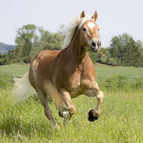 A horse’s heart weighs between 6.5 and 11 lb. (3 and 5 kg).