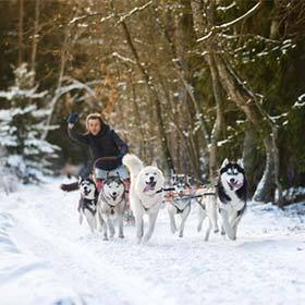 Crapahuter, c’est conduire un traîneau à chiens.