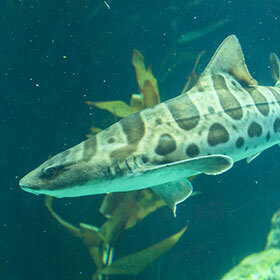 The zebra shark likes to live far from the coast.