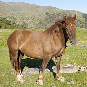 La gestation des chevaux dure environ 14 mois.