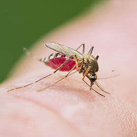 Only male mosquitoes bite humans.