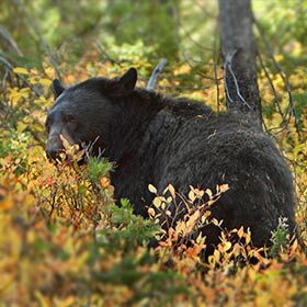 D’année en année, l’ours noir migre selon un trajet presque immuable.