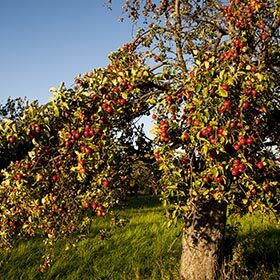 Apple trees take 10 years to produce their first fruit.