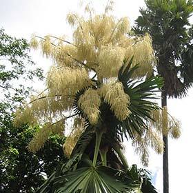 Between the ages of 40 and 80, the talipot palm blooms once, then it dies.