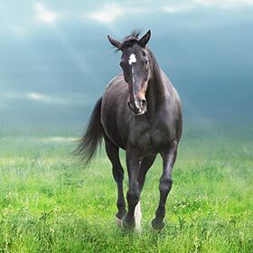 À l’état sauvage, les chevaux aiment vivre seuls.