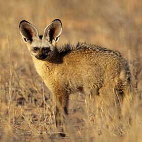 The otocyon can hear insects under the sand.