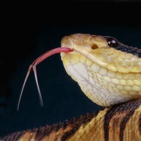The term reptile comes from the latin reptilis which signifies “forked tongue.”