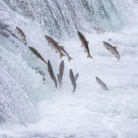 When they return to the river where they were born, Pacific salmon double their diet.