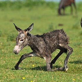 A colt can trot one hour after it is born.