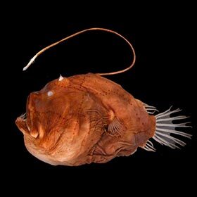 Lophiiformes, often called anglerfish, disappeared at the same time as the dinosaurs.