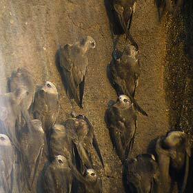 The great dusky swift nests within Iguazu Falls.