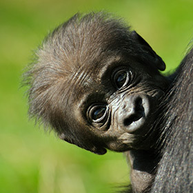 A newborn gorilla is bigger than a new born human.