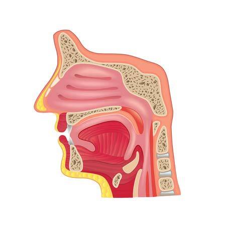 The seat of smell is behind the uvula at the back of the throat.