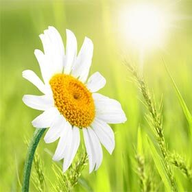The corolla is the name given to the set of petals on a flower.