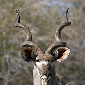 The heavy horns of the kudu prevent it from leaping.