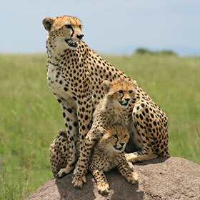 The female cheetah defends her den fiercely.