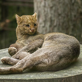The jaguarundi is difficult to housebreak.