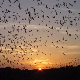 Millions of Brazilian free-tailed bats migrate from southern United States to southern Mexico.