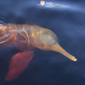 Le boto (Inia geoffrensis) vit dans le fleuve Amazone.