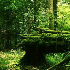 En Pologne, il existe une forêt presque intacte qui remonte à plus de 10 000 ans.