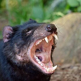 The Tasmanian devil lives in the Brazilian jungle.