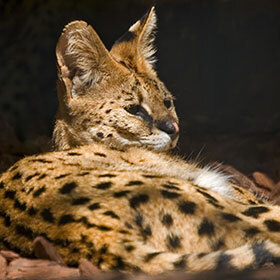 The serval is found in thirty African countries.