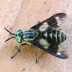 Male horseflies drink the blood of mammals.