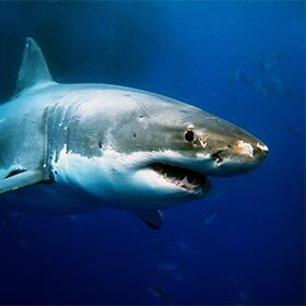 La peau du requin et celle du dauphin se ressemblent à s’y méprendre.