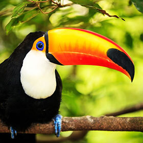 The bill of the toucan is fragile.
