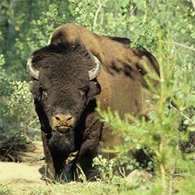 Wood Buffalo National Park was created to protect the bison.