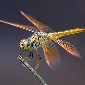 Dragonflies inject their prey with venom.