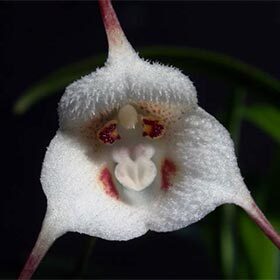 Il existe une orchidée nommée Dracula.
