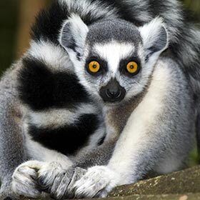 The ring-tailed lemur is fiercely solitary.