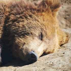 During its winter sleep, a bear’s heart rate decreases to nearly 10 beats per minute.