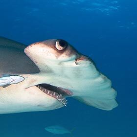 Hammerhead sharks have poor eyesight.