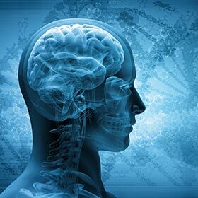We use only 10% of our brains.