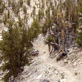 En Californie, un pin aristé nommé Mathusalem, aurait plus de 4800 ans.